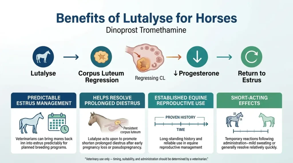Lutalyse Dosage For Horses: Calculator, Chart & Safe Guide 2 Benefits of Lutalyse for Horses