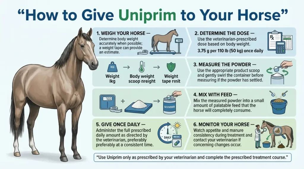 Uniprim Dosage For Horses: Calculator, Chart & Safe Guide 3 How to Give Uniprim to Your Horse (Step-by-Step)