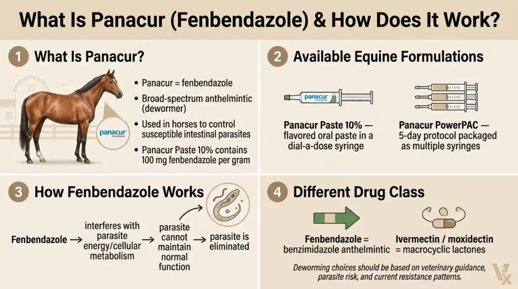 Panacur Dosage For Horses: Calculator, Chart & Safe Guide 1 What Is Panacur (Fenbendazole) and How Does It Work