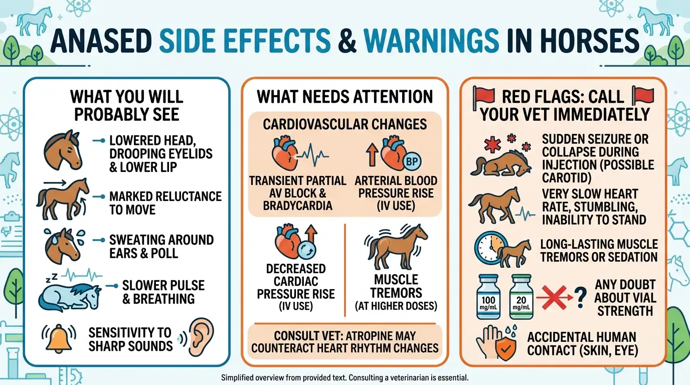 Anased Side Effects in Horses