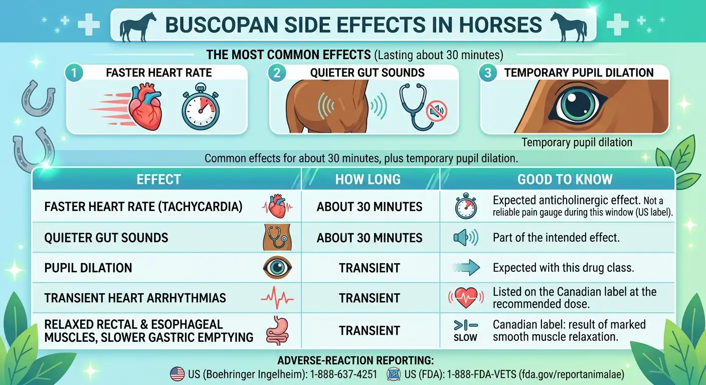 Buscopan Dosage for Horses: Chart, Calculator & Safe Guide 4 Buscopan Side Effects in Horses