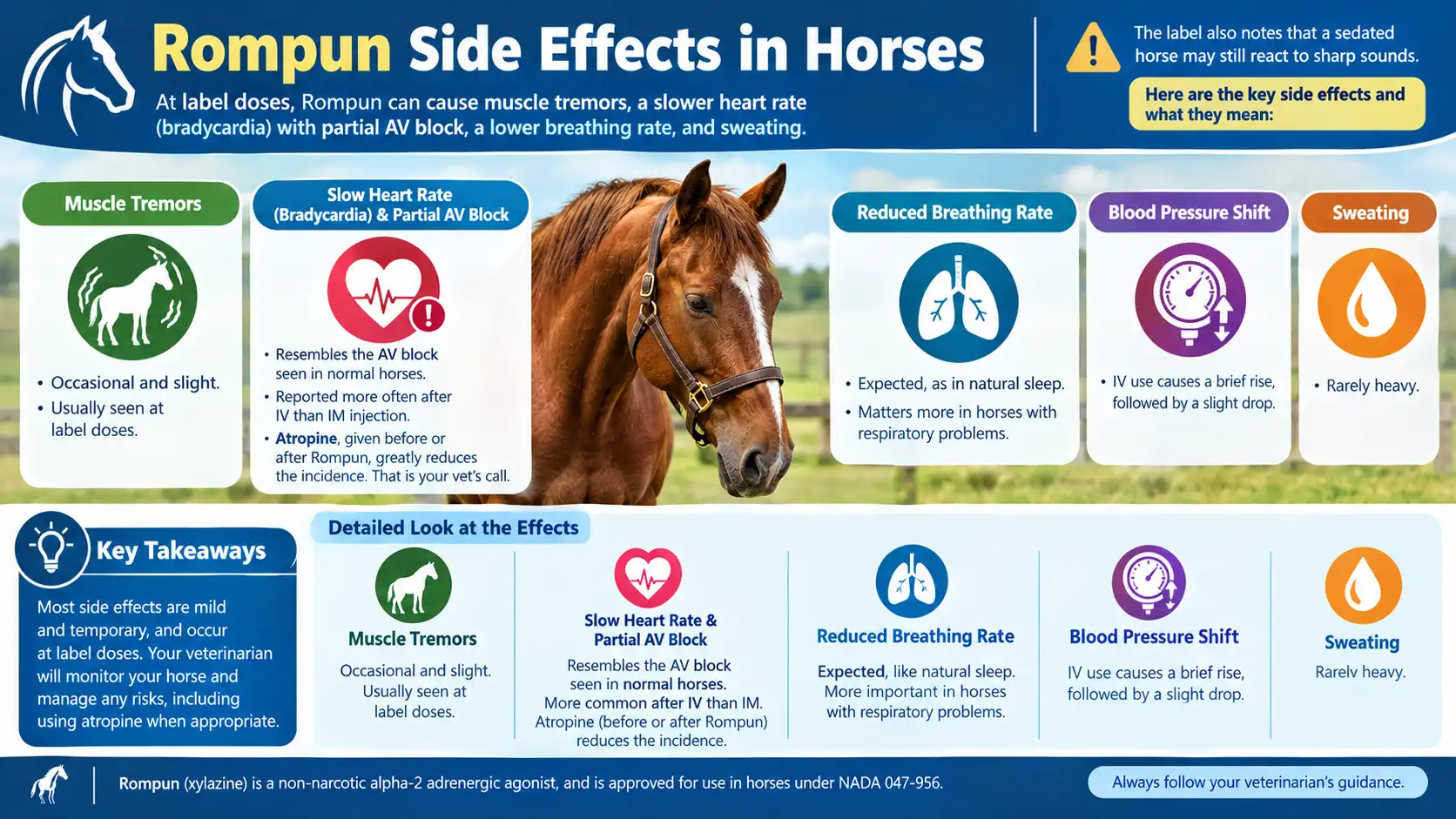 Rompun Side Effects in Horses