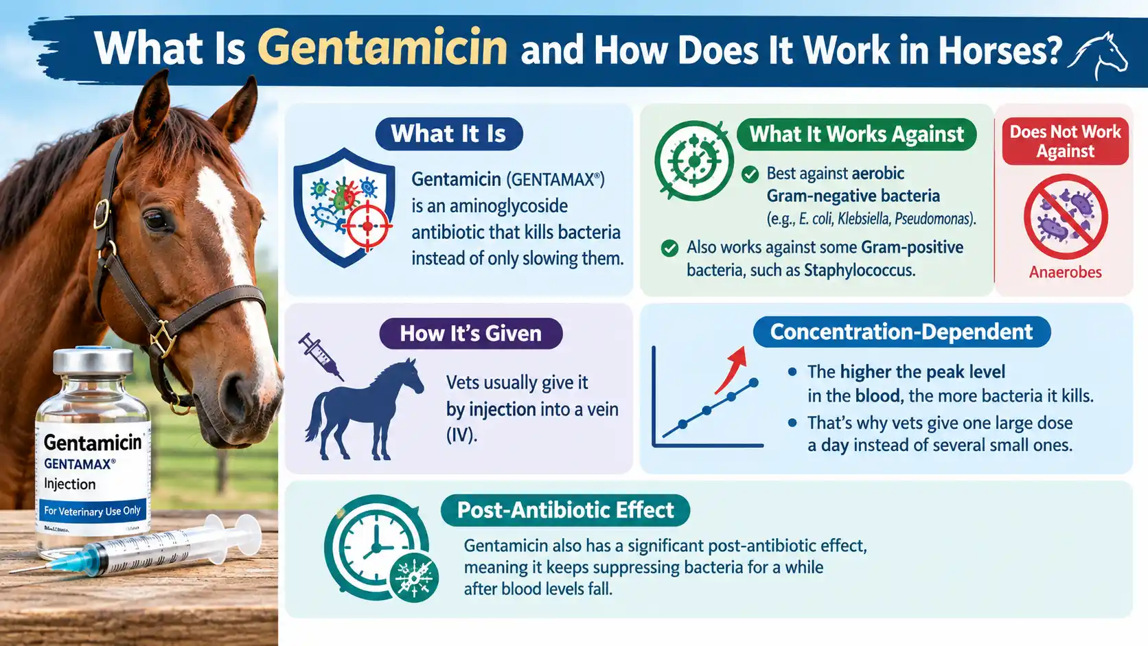 Gentamicin For Horses: Dosage Chart, Calculator & More 1 What Is Gentamicin and How Does It Work in Horses